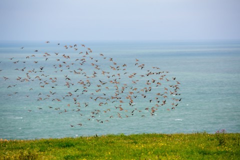 Cap Blanc-Nez (Pas-de-Calais)