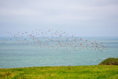 Cap Blanc-Nez (Pas-de-Calais)