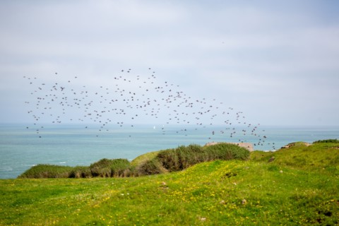 Cap Blanc-Nez (Pas-de-Calais)