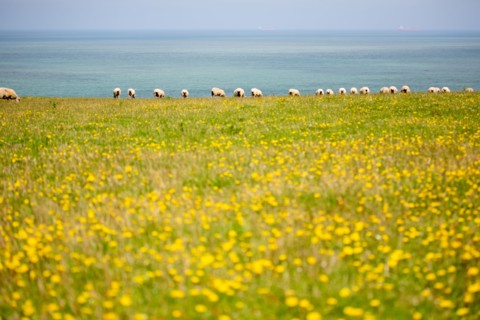 Cap Blanc-Nez (Pas-de-Calais)