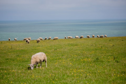 Cap Blanc-Nez (Pas-de-Calais)
