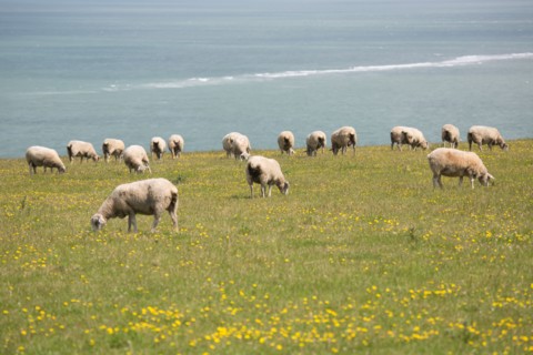 Cap Blanc-Nez (Pas-de-Calais)