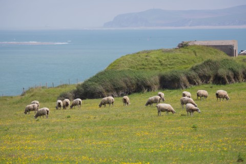 Cap Blanc-Nez (Pas-de-Calais)
