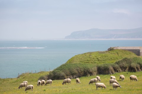 Cap Blanc-Nez (Pas-de-Calais)