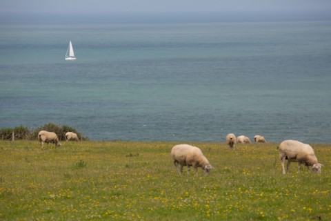 Cap Blanc-Nez (Pas-de-Calais)