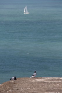 Cap Blanc-Nez (Pas-de-Calais)