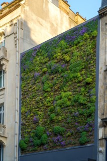 Reims, mur végétal
