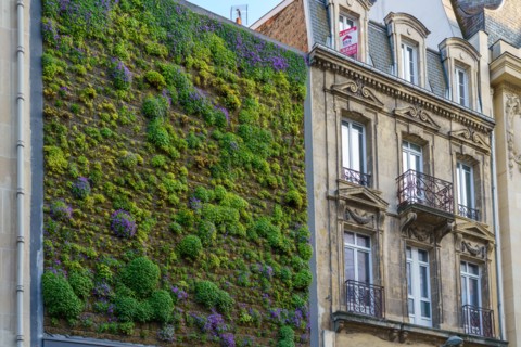 Reims, mur végétal