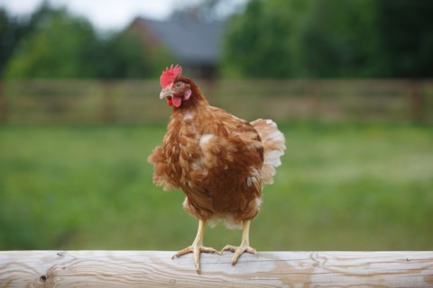 Elevage de poules à Beauval en Caux