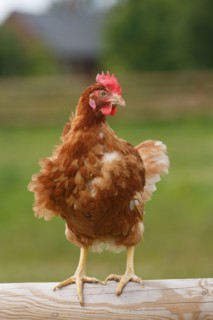 Elevage de poules à Beauval en Caux