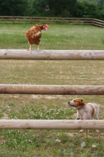 Elevage de poules à Beauval en Caux