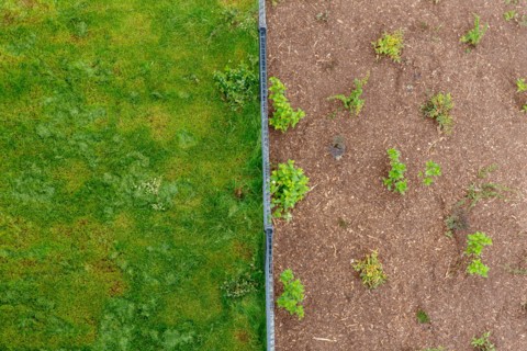 Montigny les Cormeilles, gardening, lawn