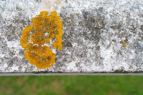 Detail of a cement fence
