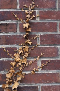 Brick wall and ivy