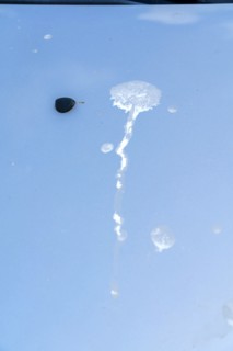 Bird droppings