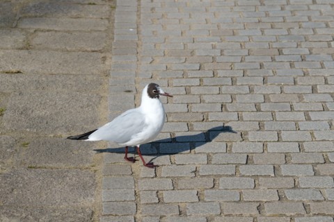 Vannes, Morbihan