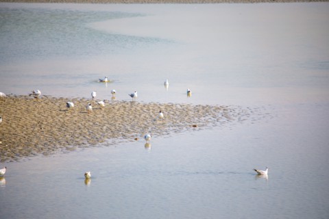 Le Crotoy, Somme