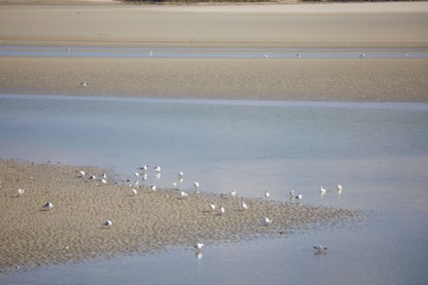 Le Crotoy, Somme
