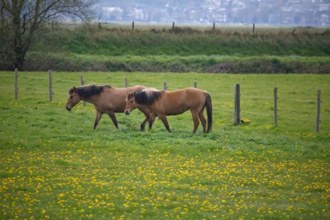 Landscape between Le Crotoy and Saint-Valery-sur-Somme