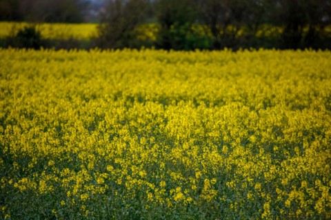 Landscape between Le Crotoy and Saint-Valery-sur-Somme