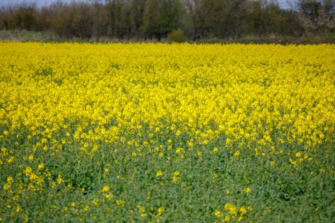 Landscape between Le Crotoy and Saint-Valery-sur-Somme