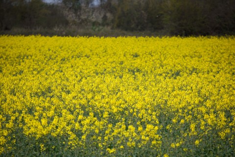 Landscape between Le Crotoy and Saint-Valery-sur-Somme