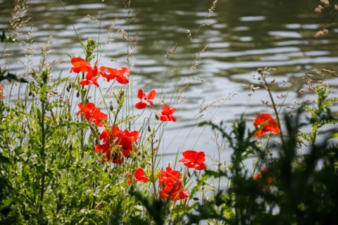 Amiens, Somme