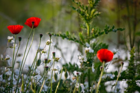 Amiens, Somme