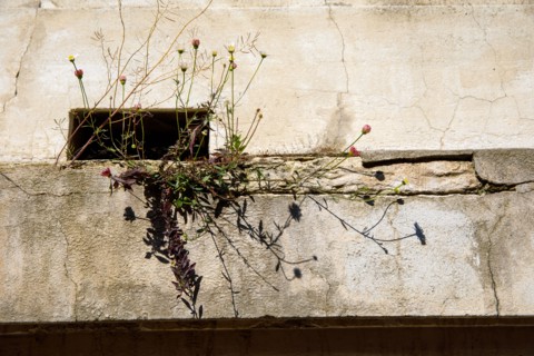 Vegetation, Paris