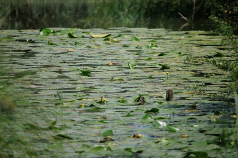Saint-Omer, Pas-de-Calais