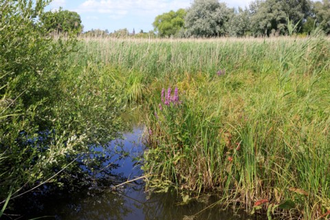 Saint-Omer, Pas-de-Calais