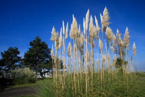 Cherbourg-en-Cotentin, Manche, France