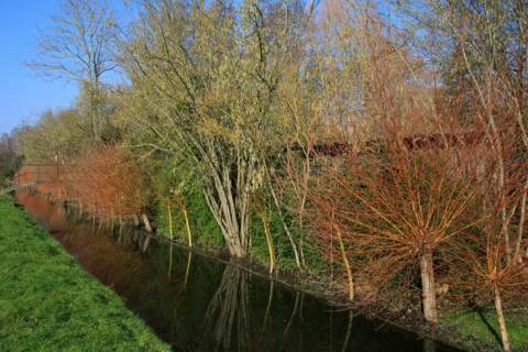 Amiens, Somme