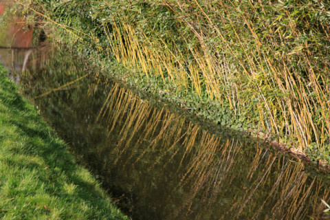 Amiens, Somme