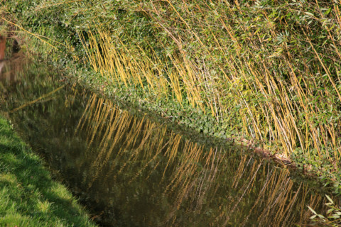 Amiens, Somme