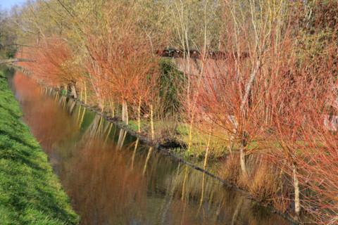Amiens, Somme