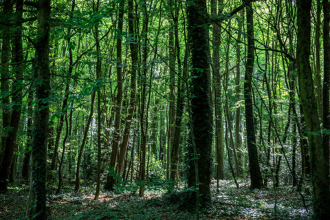 Flers, Orne