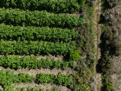 Potager du France