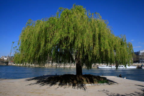 Paris, quai Saint-Bernard