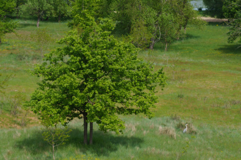 france, région centre, Loiret, Briare, la Loire aux abords du pont canal, heron dans la prairie,