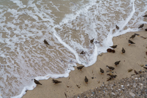 france region Bretagne, Finistère sud, Concarneau, grandes marées sur la corniche, oiseaux marins,