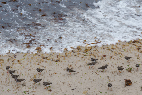 france region Bretagne, Finistère sud, Concarneau, grandes marées sur la corniche, oiseaux marins,