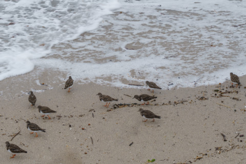 france region Bretagne, Finistère sud, Concarneau, grandes marées sur la corniche, oiseaux marins,