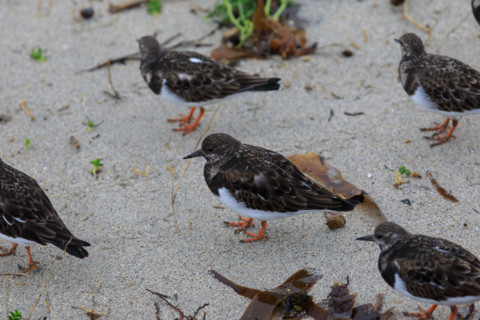france region Bretagne, Finistère sud, Concarneau, grandes marées sur la corniche, oiseaux marins,