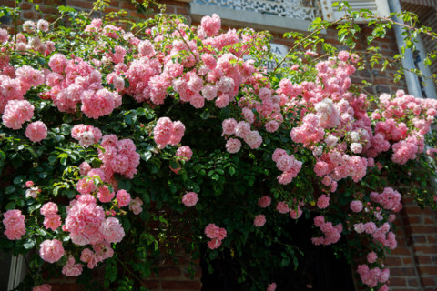 Veules-les-Roses, France