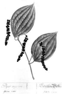 Poivre noir