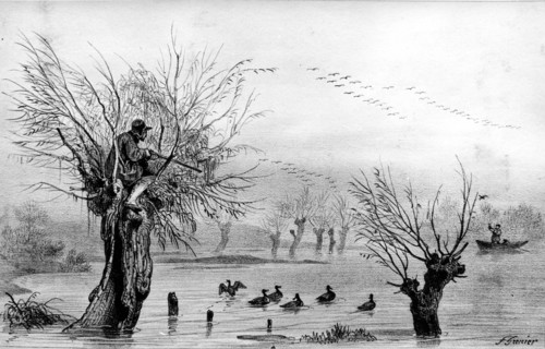 Chasse aux canards avec des « appelants ».