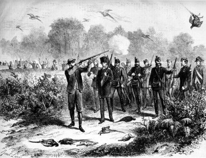 Chasse avec rabatteurs.