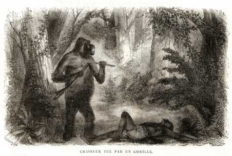 1864. Africa. Hunter killed by a gorilla.