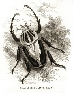 Scarabée-Goliath Géant (1864).
